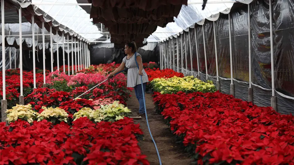La floricultora Irene Benavides, riega su cultivo de flor de nochebuena el 2 de diciembre de 2021, en Ciudad de México (México). EFE/Sáshenka Gutiérrez.