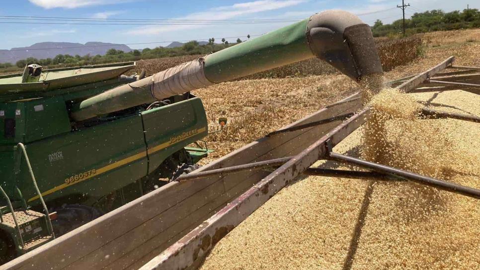 Baja precio de maíz y trigo