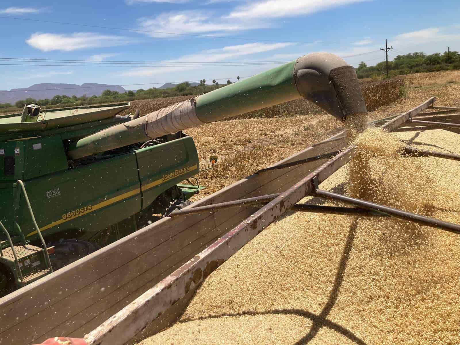 Baja precio de maíz y trigo en la Bolsa de Chicago. | FOTO: Temática.