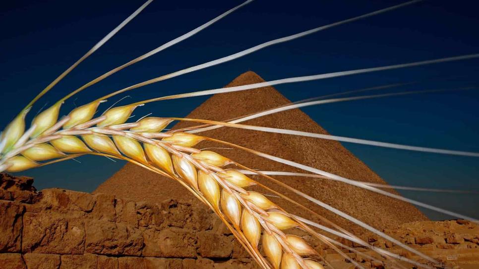 Egipto, principal comprador mundial de trigo