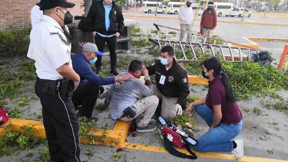 Jardinero cae de altura de 3 m cuando podaba un árbol en Los Mochis