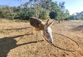 El burro está en peligro de extinción y en Sinaloa quieren evitarlo