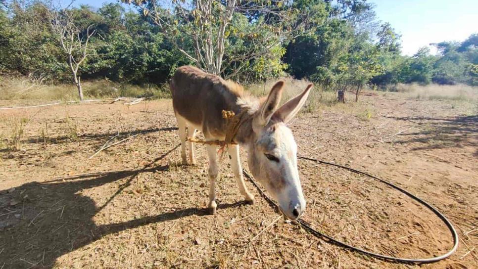 El burro está en peligro de extinción y en Sinaloa quieren evitarlo