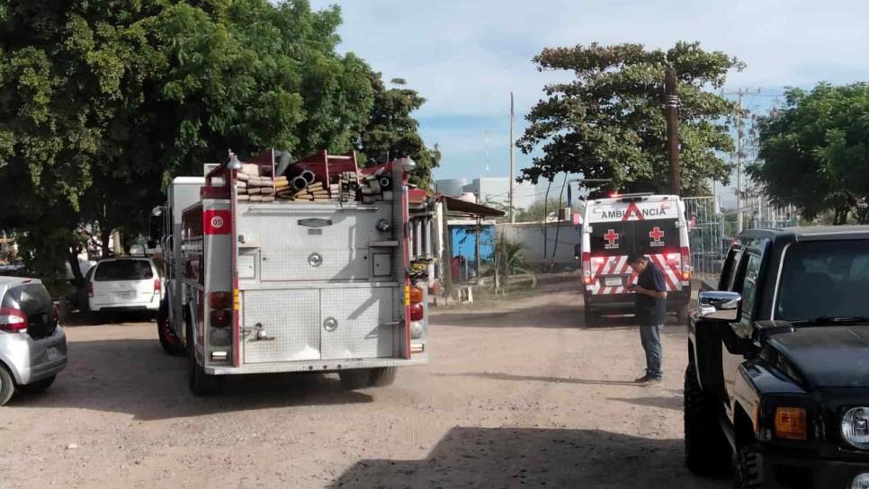 Enjambre ataca a empleados de una concretera y son llevados graves a un hospital