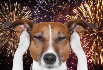 ¿Cómo afecta la pirotecnia a las mascotas?