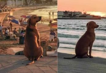 Un perrito contempla a diario la belleza del atardecer en Mazatlán