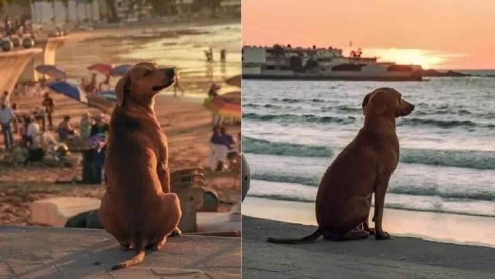 Un perrito contempla a diario la belleza del atardecer en Mazatlán