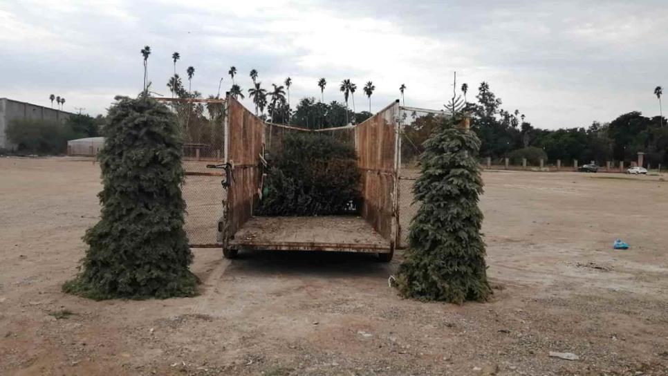 Por el frío, ciudadanía aprovecha pinos navideños como leña: Servicios Públicos