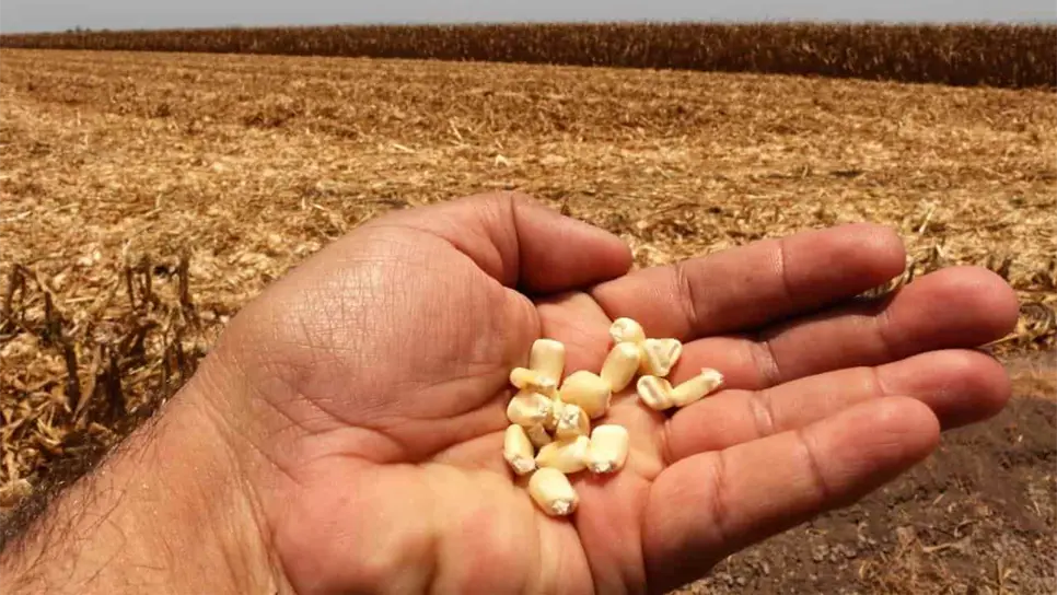 Se reduce 1.8 millones de toneladas la producción de maíz en EEUU