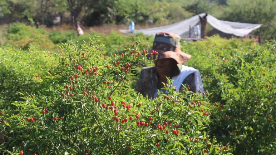 Chiltepin, excelente opción de cultivo en la sierra de Sinaloa