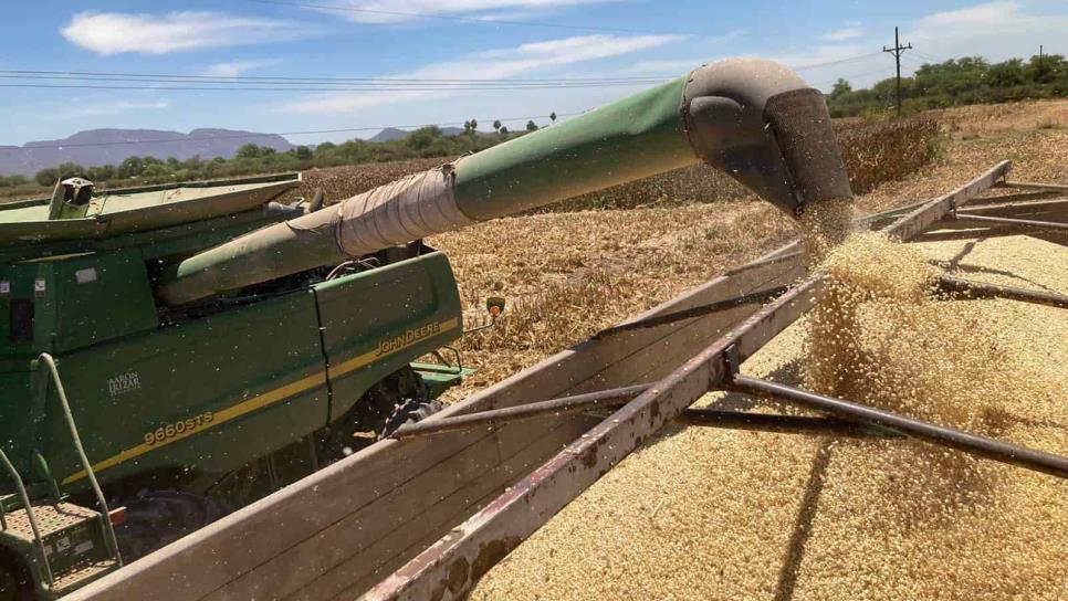 Comercialización de trigo y maíz, reto del 2023