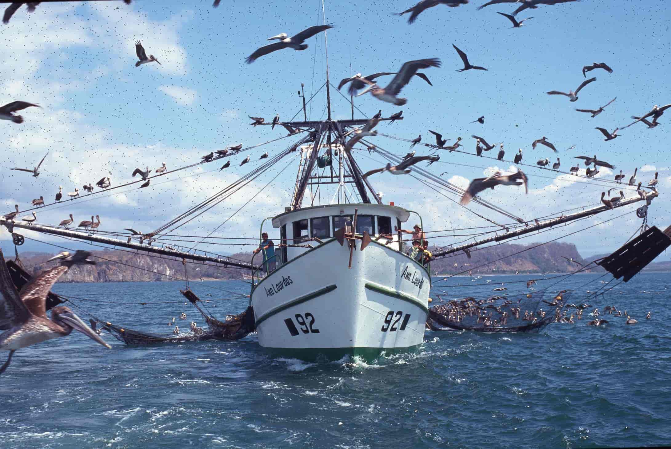 EE.UU. prohíbe a pescadores mexicanos entrar a sus puertos por pesca ilegal