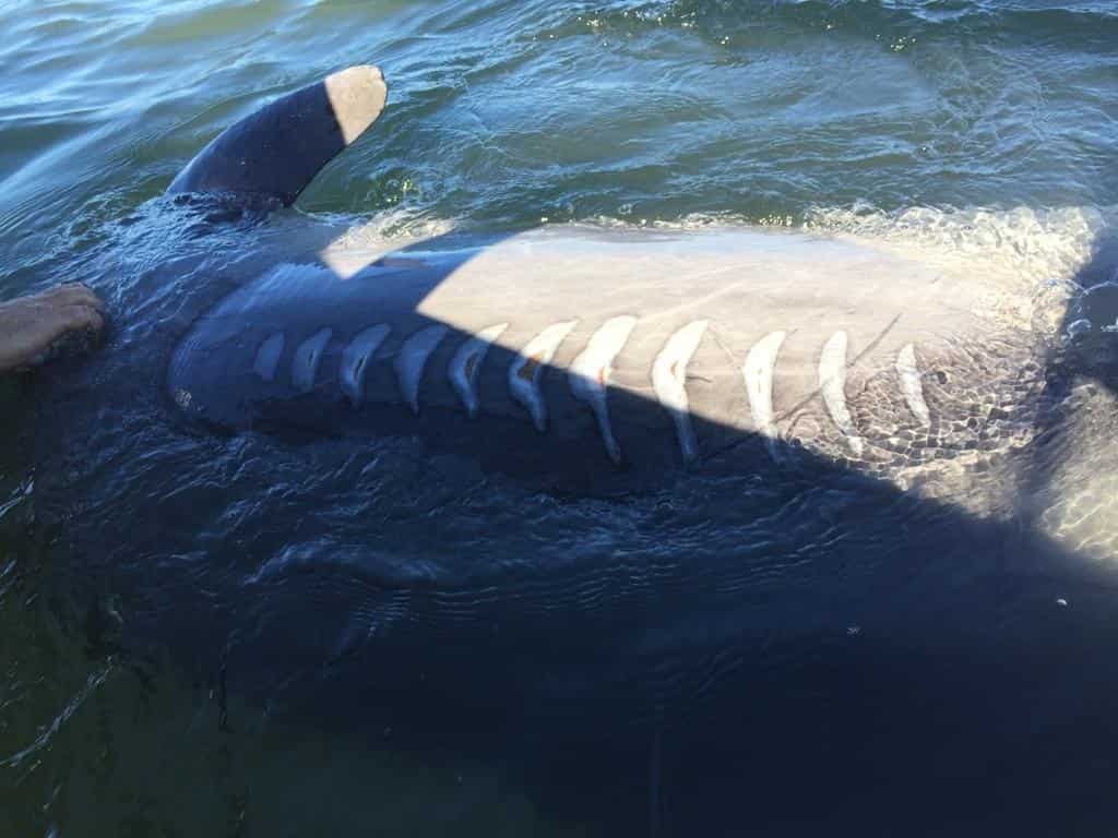 Dan de alta al Pechocho; ya puede recibir visitas