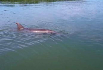 «El Pechocho» recibirá visitas pero con restricciones