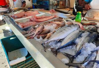 La sierra, curvina, robalo y cochito, salvan ventas de pescadores en Mazatlán