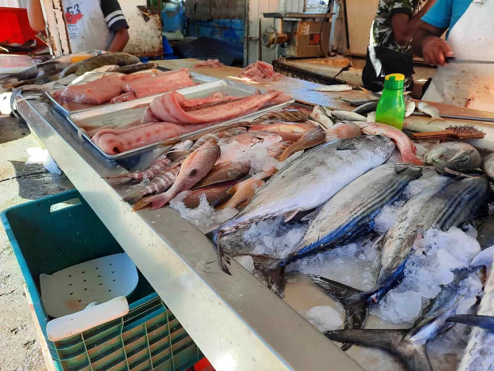La sierra, curvina, robalo y cochito, salvan ventas de pescadores en Mazatlán