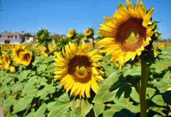 Por aumento en casos de Covid-19, se pospone la apertura del Campo de Girasoles en Mocorito