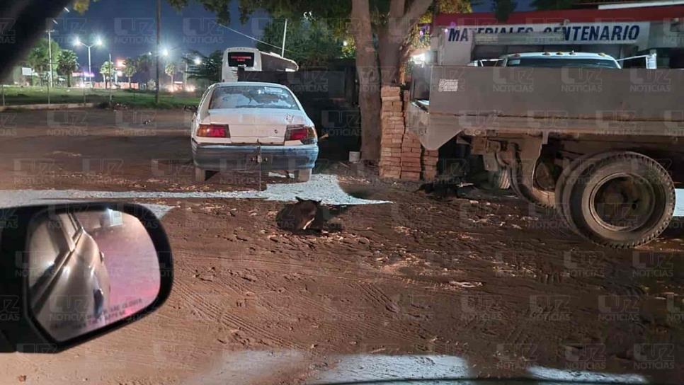 Se negó a entregar a perros que arrastró en su auto