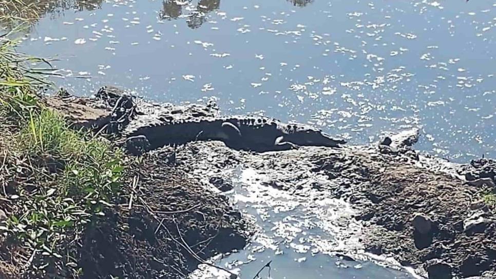 Capturan autoridades a cocodrilo que nadaba en arroyo, en Mazatlán