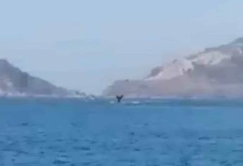 Captan a ballenas cerca de playas Mazatlán