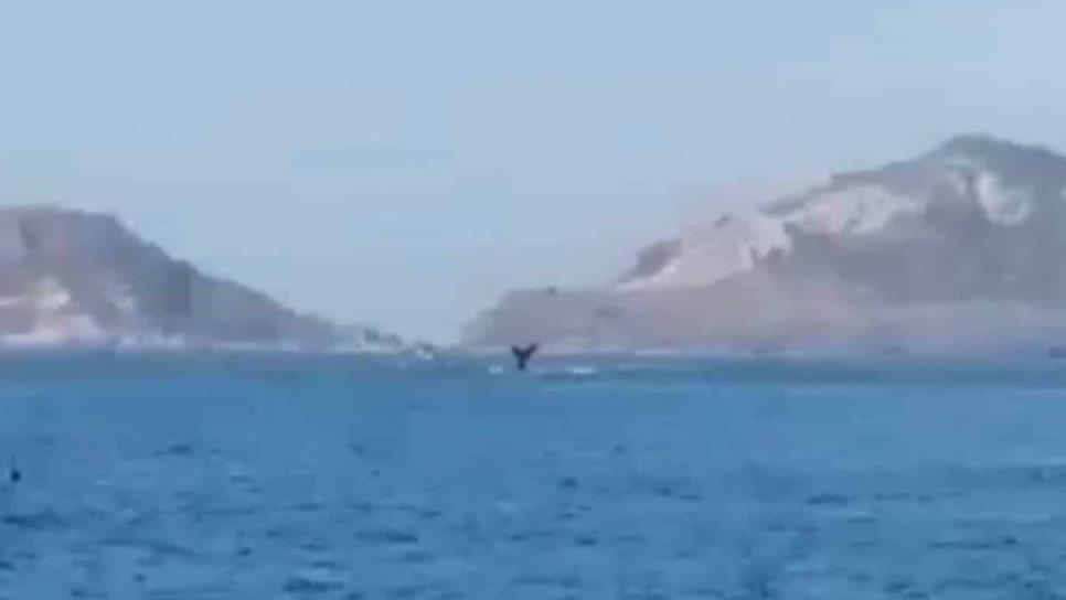 Captan a ballenas cerca de playas Mazatlán
