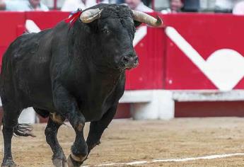 Prohíben corridas de toros en Sinaloa