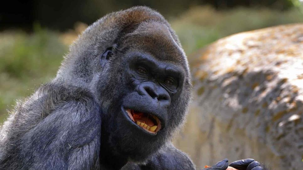 El gorila macho más viejo del mundo muere a los 61 años en el zoo de Atlanta