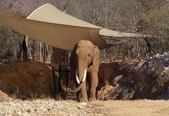 El elefante Big Boy tendrá pareja en el santuario Ostok