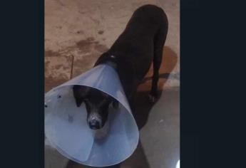 Atacan a una perrita pitbull con un cuchillo en Los Mochis