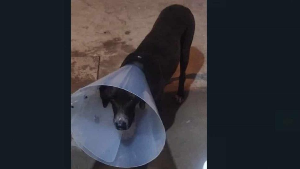 Atacan a una perrita pitbull con un cuchillo en Los Mochis