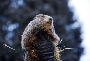 La marmota Phil pronostica otras seis semanas de invierno en EE.UU.