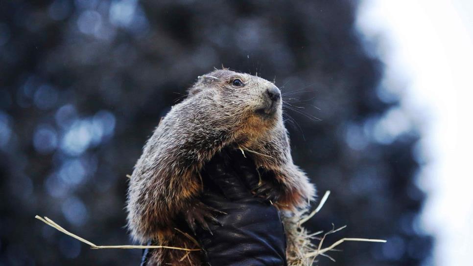 La marmota Phil pronostica otras seis semanas de invierno en EE.UU.