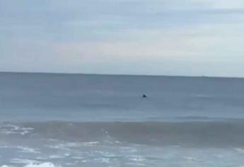 Delfines visitan la Playa Cerritos en Mazatlán