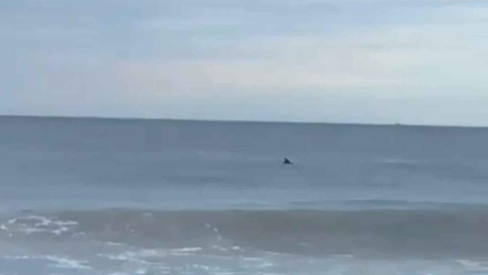 Delfines visitan la Playa Cerritos en Mazatlán