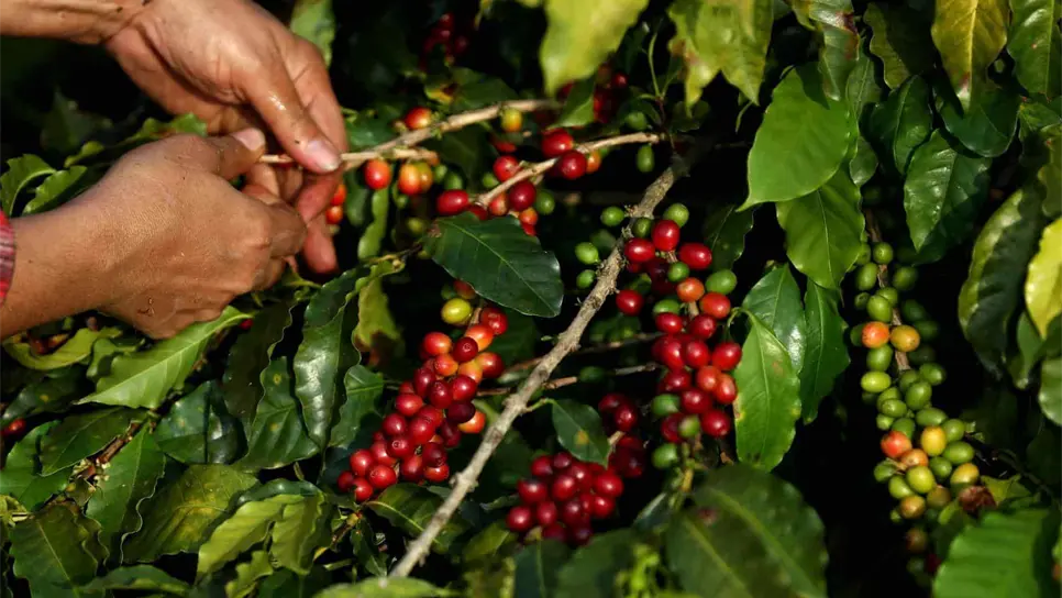 Una mujer recolecta granos de café en un cultivo de Sao Paulo (Brasil). EFE/Fernando Bizerra Jr.
