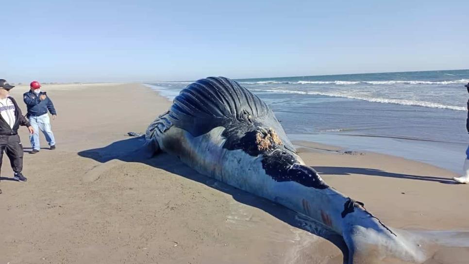 Muere ballena en la Isla de Macapule frente a Las Glorias