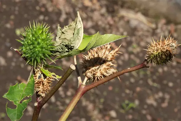 México es segundo mundial en el registro de plantas medicinales detrás de China México es segundo mundial en el registro de plantas medicinales detrás de China