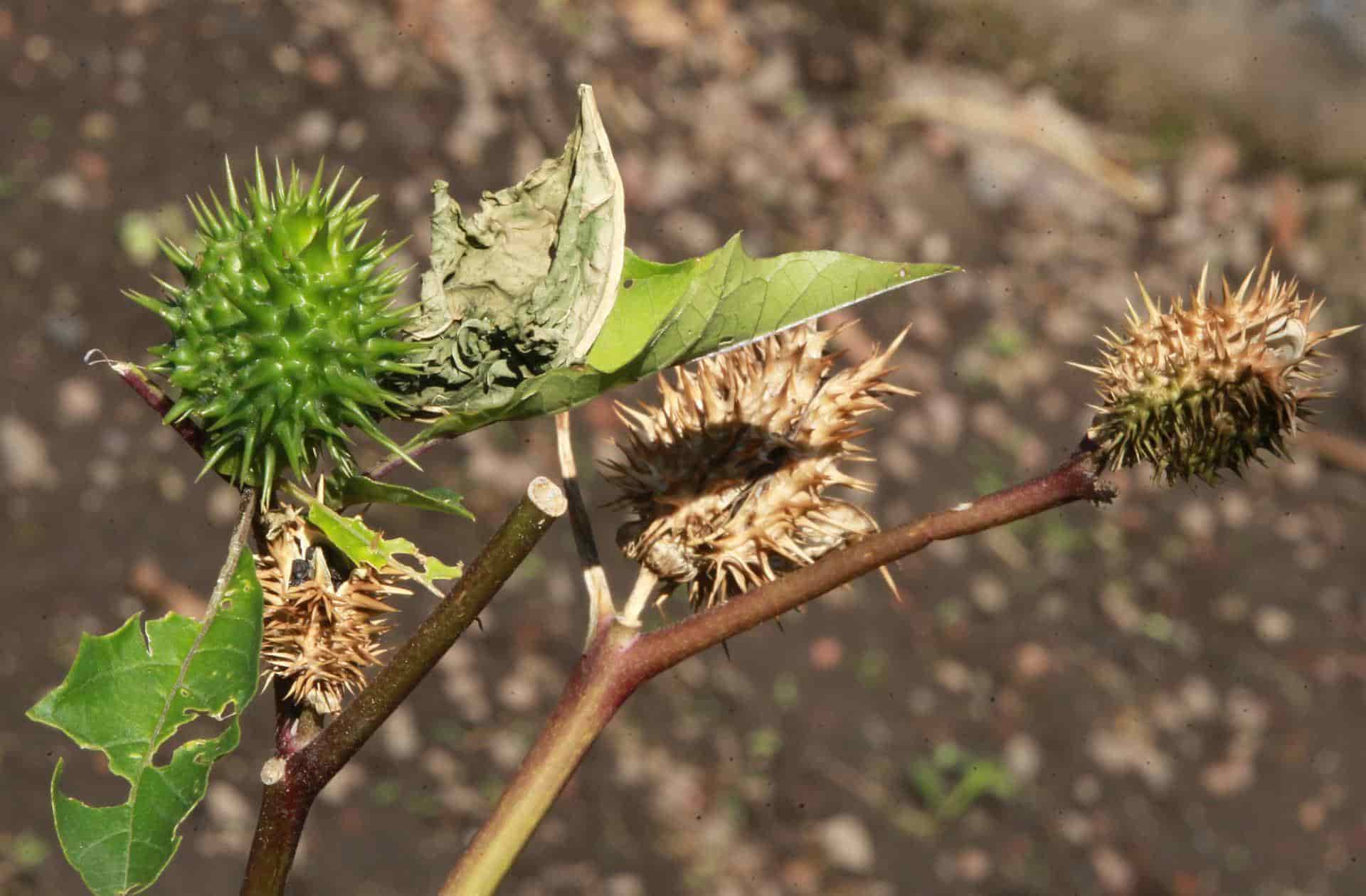 Una planta de Toloache, en la Ciudad de México (México), en una fotografía de archivo. EFE/Mario Guzmán