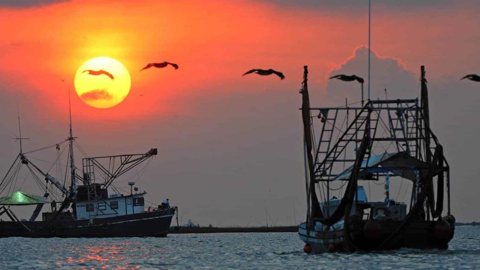 Por no respetar las vedas, hay escasez de mariscos: Pesca