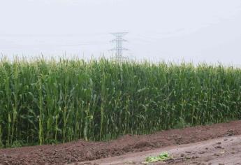 El campo sinaloense ya no soporta la escalada de precios