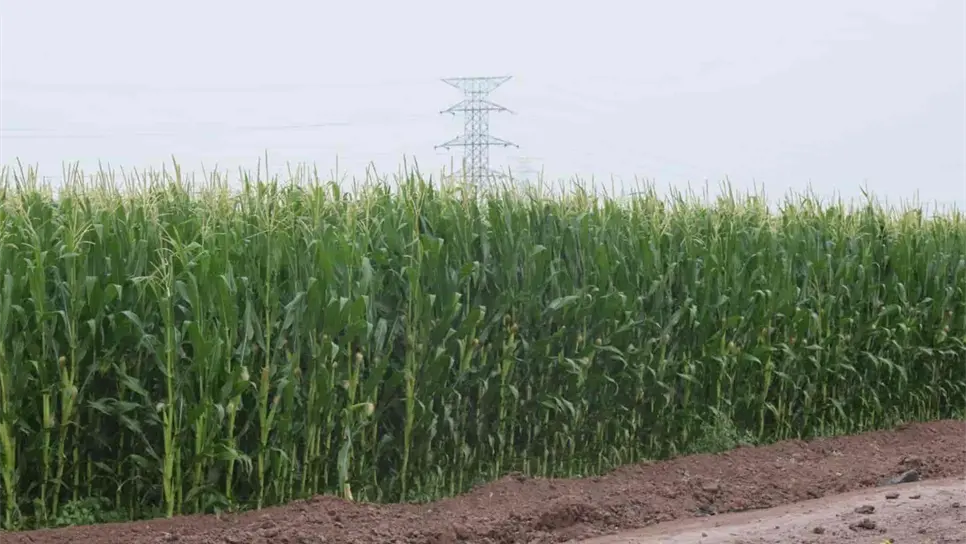 CAADES destaca gestiones de Gobernador Rocha Moya a favor del campo sinaloense.
