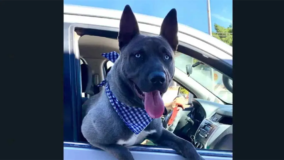 Van al rescate de mascotas abandonadas