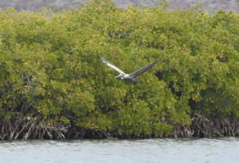 Listos GPO y Proman para descontaminar la bahía de Ohuira