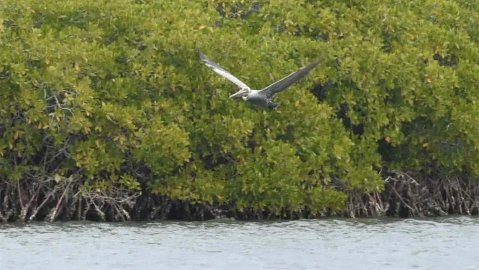 Listos GPO y Proman para descontaminar la bahía de Ohuira