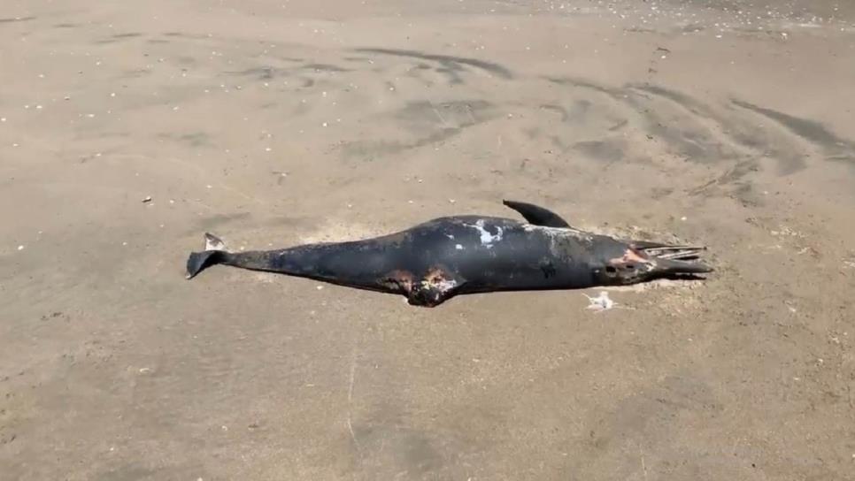 Delfines aparecen sin vida en playas de Guasave