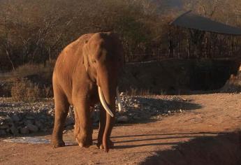 «Bireki» la novia de Big Boy llegará en abril; vivirán en Ostok junto con otros 400 animales