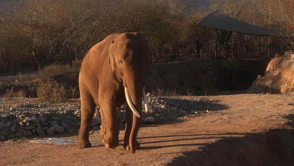 «Bireki» la novia de Big Boy llegará en abril; vivirán en Ostok junto con otros 400 animales