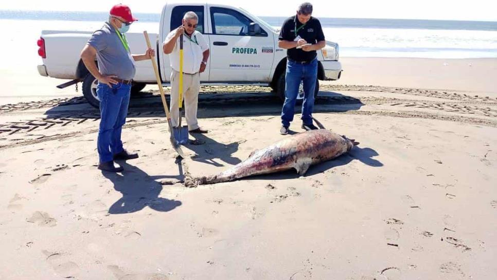 Marea roja, causante de muerte de delfines y ballena muerta en Guasave