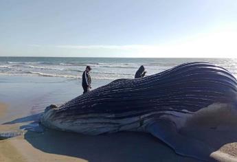 Piden ambientalistas investigar muerte de delfines y ballena en Sinaloa