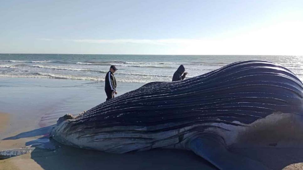 Piden ambientalistas investigar muerte de delfines y ballena en Sinaloa